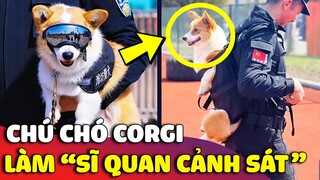 Chú chó Corgi được làm 'SĨ QUAN CẢNH SÁT' và bao lần được mọi người thiên vị 😅 | Gâu Đần