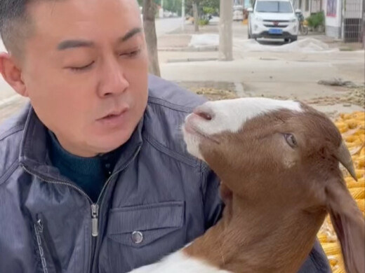 Chẳng phải sau khi thành lập nước thì cấm động vật thành tinh sao?