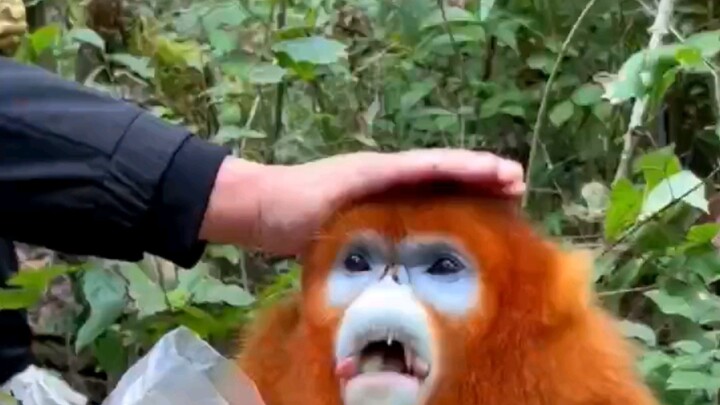 القرد الذهبي: أنتم صاخبون جدًا!