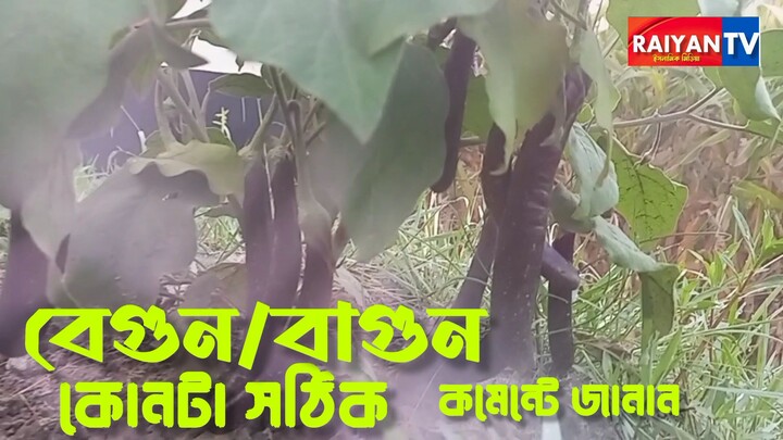 বাগুন নাকি বাগুন কোনটা সঠিক