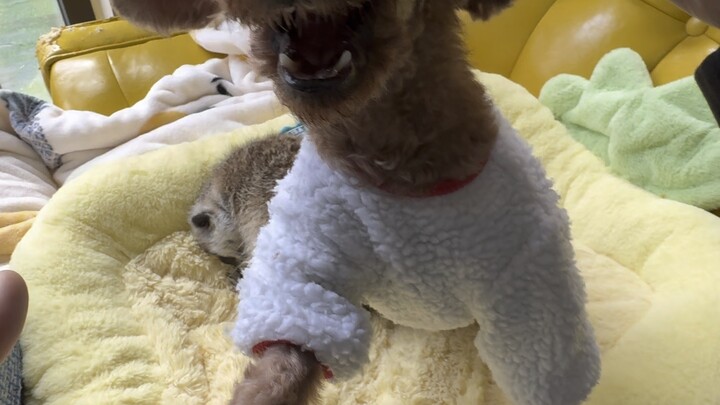 Si kerang tak henti-hentinya memuji teknik fotografi ini～#PestaKelakuanMenggemaskan #HewanPeliharaan