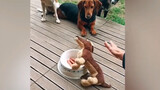 The dog's reaction seeing the puppy eat biscuits and fall