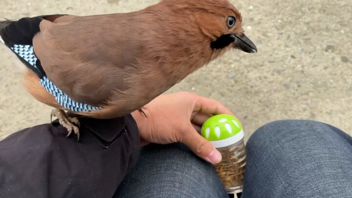 Burung kecil tidak bisa menemukan makanan di alam liar dan meminta bantuan pada pemiliknya; lihat ba
