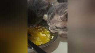 Mặc kệ đồ ăn ngon,ta ăn bátmèo cute foryou
