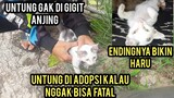 Menyelamatkan Anak Kucing Dalam  Bahaya Di Rumah Warga..!