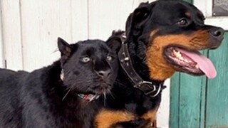 A Black Panther and a Dog's Friendship