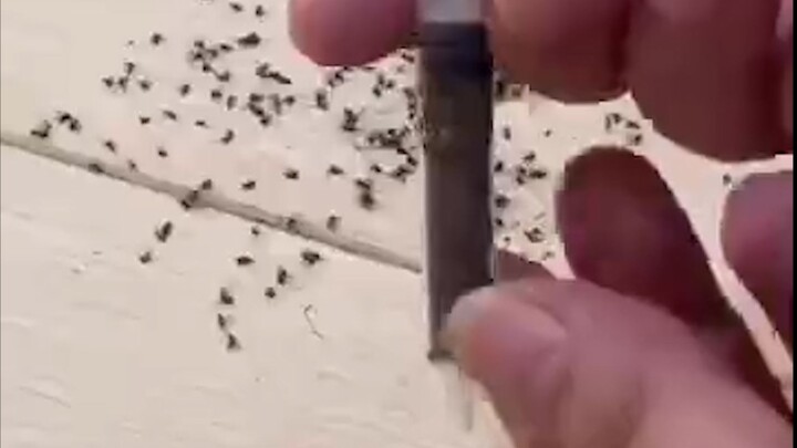 “Mosquito: It’s not just about winning or losing—it’s a matter of life and death!”