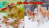 Thú Cưng TV |Trứng Vàng và Trứng Bạc #19 | Chó Golden Gâu Đần thông minh vui nhộn | Pets smart dog