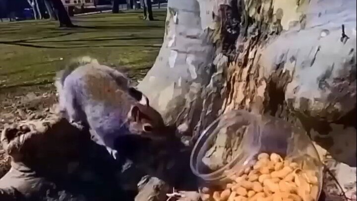Squirrel: Nearly Got Outsmarted by the Peanuts!