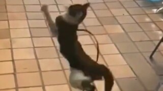 Kimi là một người phi thường