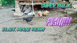 BLACK MCRAE HENNY VS SUPER BULIK STAG      SPAR!!