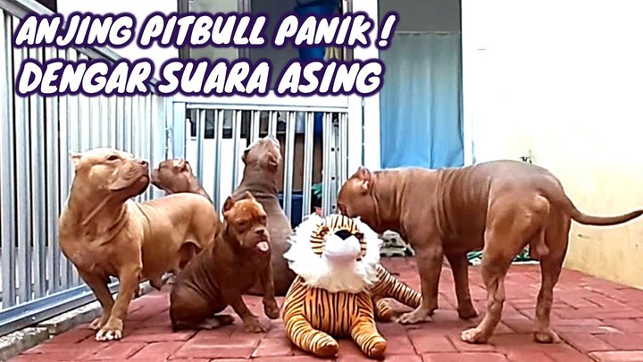 REAKSI PANIK ANJING PITBULL MENDENNGAR SUARA ASING #hewiepitbull