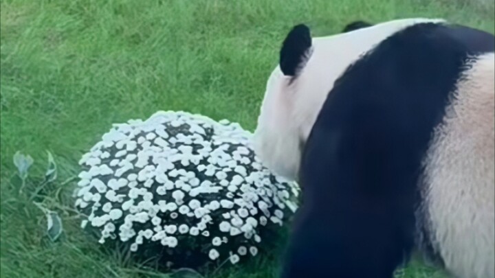 We gently brush the flying clouds and pluck the flowers