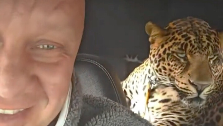 Guy Finds a Fierce-Looking Leopard on the Road, Takes It In Out of Kindness—Only to Realize He’s Rai