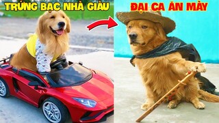 Thú Cưng Vlog | Trứng Bạc Và Trứng Vàng #9 | Chó gâu đần thông minh vui nhộn | Funny pets smart dog