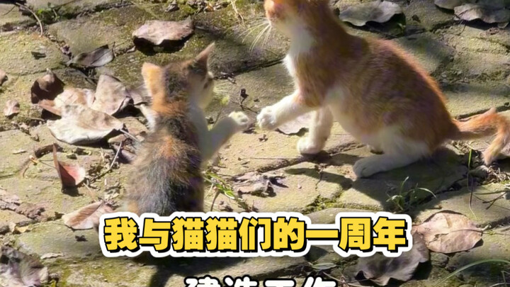 My One-Year Anniversary with the Cats