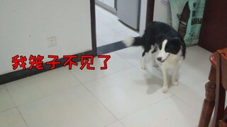 Hide the Border Collie's sleeping cage—what will its reaction be when it realizes it's gone?