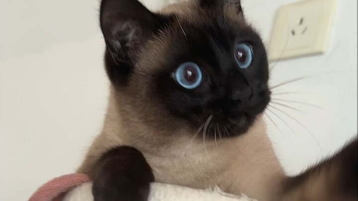 Bos besar Wang meninju dengan sangat cepat, meow!