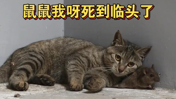 现实版的猫和老鼠，老鼠：麻烦给个痛快