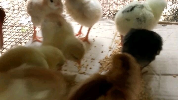 Hennie line 2 silver skin kalparablood