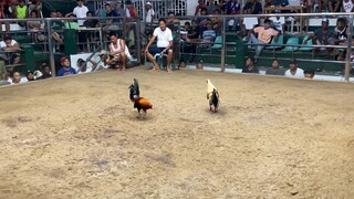 Mule Train Grey Pachampion Watch till the End!!