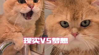 梦想与现实中的猫洗澡