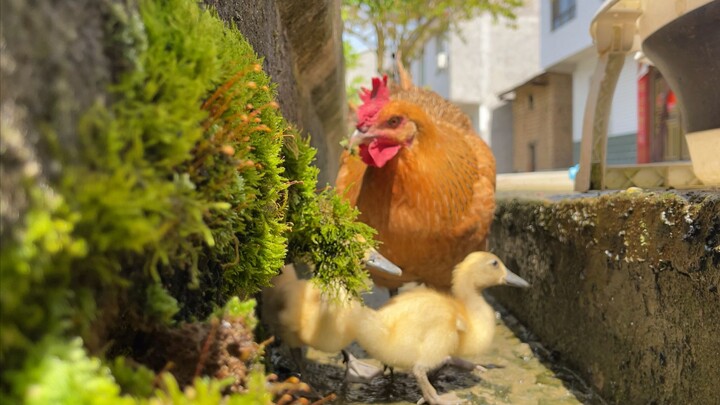 The mother hen leads her ducklings to forage, a heartwarming scene.