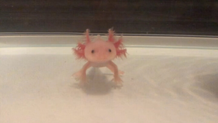 MC sinh vật mới phiên bản thực tế! Một chú kỳ nhông sáu chân cực kỳ thích đi dạo và rất ngốc nghếch!