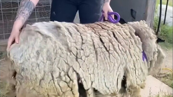 剪毛师今天面对的是一只重型盔甲羊