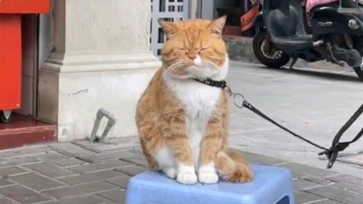 Cat Paradise Shantou