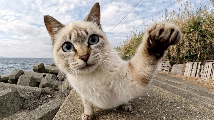 Kucing Siam Nakal Menyerang Kamera dengan Tinjunya
