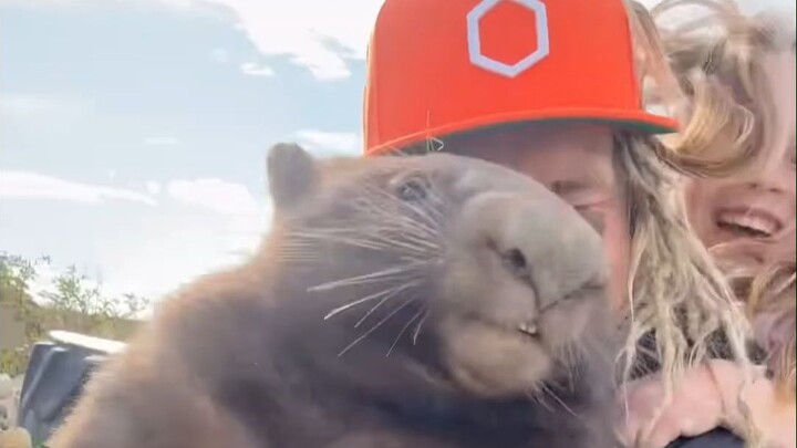 A man unexpectedly rescued a baby wombat, and after kindly raising it to adulthood, he unexpectedly 