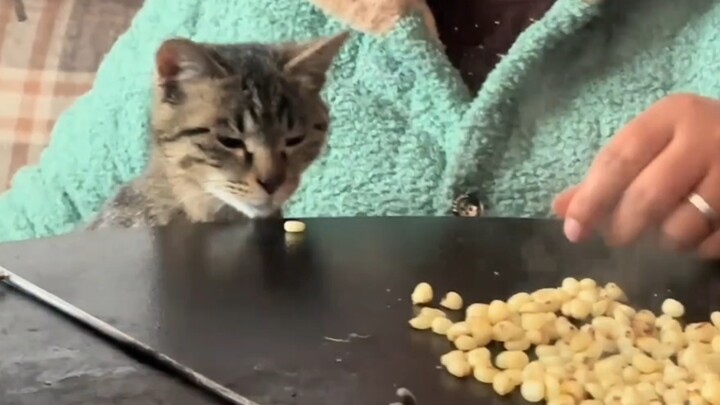 น้องแมวชอบกินข้าวโพด แถมยังรู้จักเป่าให้เย็นก่อนด้วย