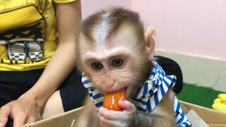 Clever mino monkey found and eat tomato hidden in box