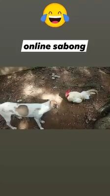online sabong