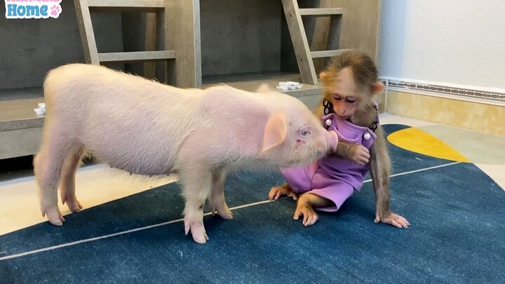 ตอนที่ลิงน้อยเห็นหมูน้อยครั้งแรก ลิง BiBi: อย่าเข้ามาเลยนะ!