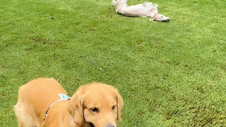 هذا حصاني ثنائي الأبعاد وكلبي ثلاثي الأبعاد