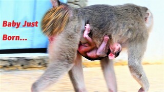 Congratulations for Newborn Baby, Mother Monkey Brenda Giving Her New Birth of Baby Today