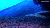 [Remix]Tổng hợp các quái vật biển với các cấp bậc khác nhau