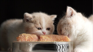 cat eating chicken breast's video