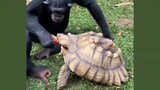 monkey loves turtle