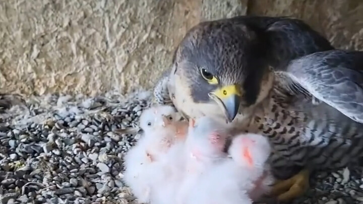 Eggs are swapped for baby birds, and the peregrine falcon accepts reality in an instant.