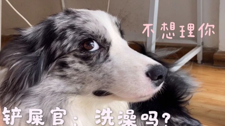 Sang pemilik menipu border collie untuk mandi, ternyata sang anjing justru sudah menunggu di kamar m