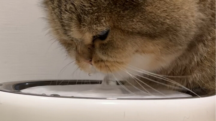 When it comes to drinking water, the pillar has its own unique logic...