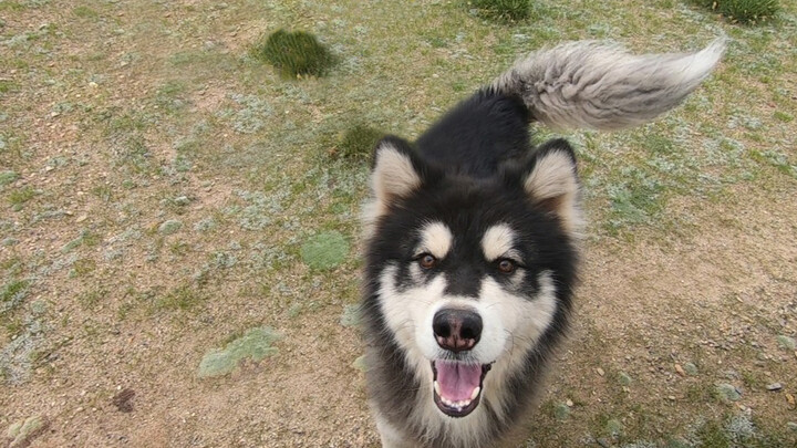 About to leave, the dog we met yesterday are trying to make us stay