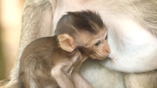 Congratulation! Poor Baby Charlee Have Full Milk Today, I Hope Charla Often Do Like This For Charlee