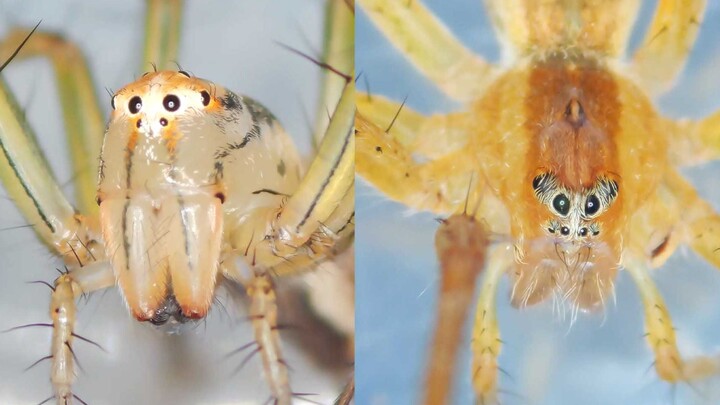 A super-cute, adorable spider! Does it have a donkey-like face?