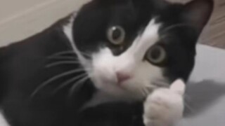 "Cow Cat Victims Alliance!"