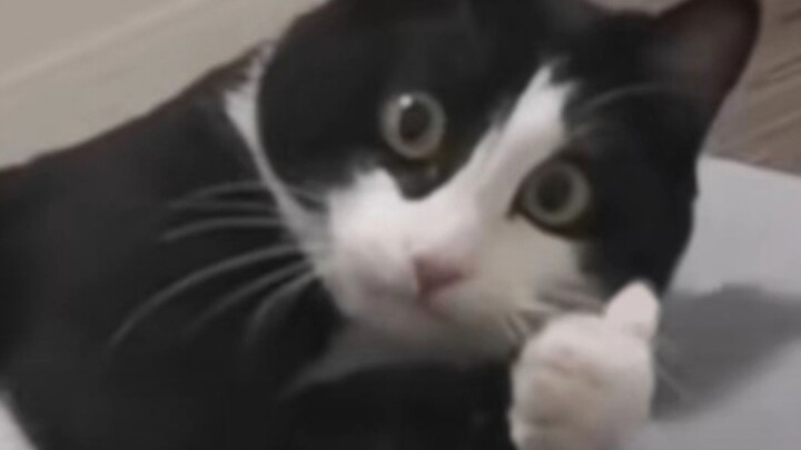 "Aliansi Korban Sapi Kucing!"