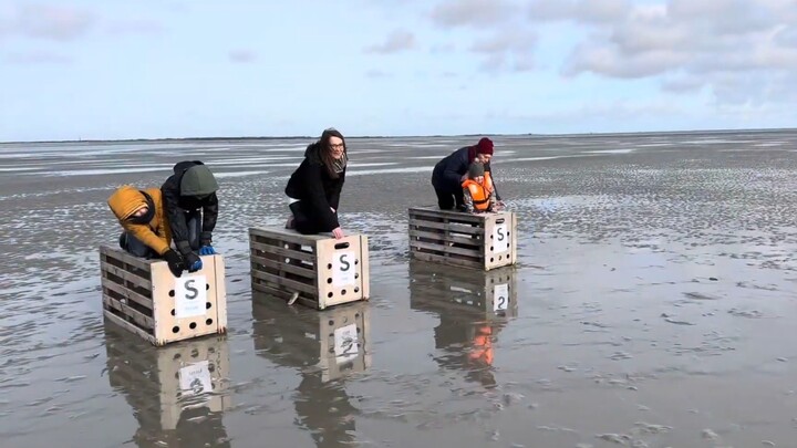 Hải Báo: Bạn đã xem Sai Bao chưa?